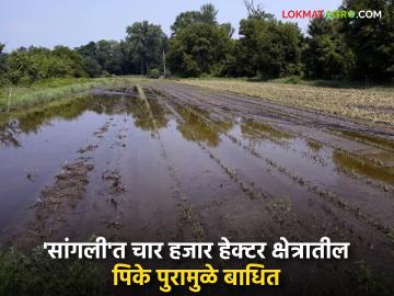 कृष्णा, वारणा नद्यांना आलेल्या पुरामुळे 'सांगली'त चार हजार हेक्टर क्षेत्रातील पिके बाधित; साडेसात कोटीचे नुकसान - Marathi News | Floods in Krishna and Warna rivers affect crops in four thousand hectares of Sangli; loss of seven and a half crores | Latest News at Lokmat.com