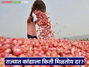 Kanda Bajar Bhav : कमी अधिक आवकेचा दरांवर पडतोय का फरक? वाचा आजचे कांदा बाजारभाव - Marathi News | Kanda Bazaar Bhav: Is there a difference in prices due to less or more arrivals? Read today's onion market price | Latest News at Lokmat.com