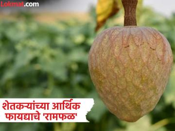 बाजारपेठ मागणी मात्र लागवडीकडे दुर्लक्ष; रामफळाच्या उत्पादनासाठी शेतकऱ्यांनी पुढाकार घ्यावा - Marathi News | Market demand but cultivation ignored; Farmers should take initiative for Ramphal production | Latest News at Lokmat.com