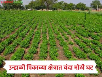 राज्यात उन्हाळी पेरणी संथगतीने; लागवड क्षेत्रात गतवर्षीच्या तुलनेत यंदा ३२ टक्क्यांची घट - Marathi News | Summer sowing slow in the state; 32 percent decrease in the area under cultivation this year compared to last year | Latest News at Lokmat.com राज्यात उन्हाळी पेरणी संथगतीने; लागवड क्षेत्रात गतवर्षीच्या तुलनेत यंदा ३२ टक्क्यांची घट - Marathi News | Summer sowing slow in the state; 32 percent decrease in the area under cultivation this year compared to last year | Latest News at Lokmat.com