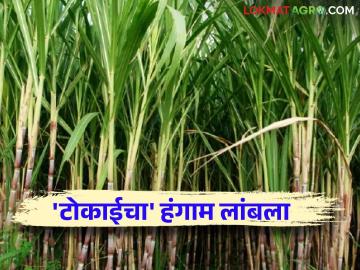 Tokai Sugar Factory : टोकाई सहकारी साखर कारखान्याचा यंदा गळीप हंगाम लांबणीवर; ऊस उत्पादक चिंतेत - Marathi News | Tokai Sugar Factory: Tokai Cooperative Sugar Factory's Gleep season extended this year; Sugarcane growers worried | Latest News at Lokmat.com Tokai Sugar Factory : टोकाई सहकारी साखर कारखान्याचा यंदा गळीप हंगाम लांबणीवर; ऊस उत्पादक चिंतेत - Marathi News | Tokai Sugar Factory: Tokai Cooperative Sugar Factory's Gleep season extended this year; Sugarcane growers worried | Latest News at Lokmat.com