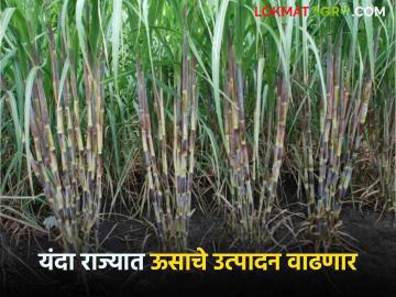 Sugarcane Production : पावसाने ऊसाला मिळाली संजीवनी; यंदा राज्यात कोटी मेट्रिक टन ऊस उत्पादन वाढेल - Marathi News | Suagarcrane Production : Sugarcane was revived by rain; This year sugarcane production will increase by crore metric tons in the state | Latest News at Lokmat.com Sugarcane Production : पावसाने ऊसाला मिळाली संजीवनी; यंदा राज्यात कोटी मेट्रिक टन ऊस उत्पादन वाढेल - Marathi News | Suagarcrane Production : Sugarcane was revived by rain; This year sugarcane production will increase by crore metric tons in the state | Latest News at Lokmat.com