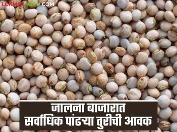 राज्याच्या तूर बाजाराची काय आहे स्थिती? वाचा आजचे तूर बाजारभाव - Marathi News | What is the status of the state's tur market? Read today's tur market price | Latest market-yard News at Lokmat.com