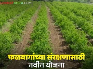 Crop Protection Scheme : वन्यप्राण्यांपासून पिके आणि फळबागांच्या संरक्षणासाठी स्वतंत्र योजना; सहकारमंत्री - Marathi News | Crop Protection scheme: Separate scheme to protect crops and orchards from wild animals; Cooperation Minister | Latest News at Lokmat.com Crop Protection Scheme : वन्यप्राण्यांपासून पिके आणि फळबागांच्या संरक्षणासाठी स्वतंत्र योजना; सहकारमंत्री - Marathi News | Crop Protection scheme: Separate scheme to protect crops and orchards from wild animals; Cooperation Minister | Latest News at Lokmat.com