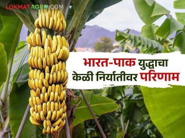 भारत-पाक युद्धाचा केळी निर्यातीवर काय होतोय परिणाम? वाचा सविस्तर - Marathi News | What is the impact of the India-Pakistan war on banana exports? Read in detail | Latest News at Lokmat.com