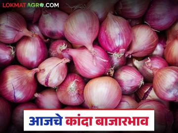 Kanda Bajar Bhav : राज्यात कांदा खातोय का भाव? वाचा आजचे कांदा बाजारभाव - Marathi News | Kanda Bazaar Bhav: Are onion prices eating up the state? Read today's onion market price | Latest News at Lokmat.com