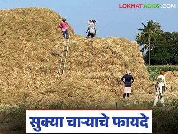 जनावरांच्या आहारात सुक्या चाऱ्याचे ठेवा संतुलन; आर्थिक हानी टळून दुधाचे मिळेल योग्य उत्पादन - Marathi News | Maintain a balance of dry fodder in the diet of animals; avoid financial losses and get proper milk production. | Latest News at Lokmat.com