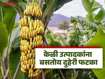 केळी उत्पादकांना बसतोय दुहेरी फटका; वादळी वाऱ्याने बागांचे नुकसान तर दरातही घसरण - Marathi News | Banana growers are facing a double blow; storms damage orchards and cause a drop in prices | Latest News at Lokmat.com केळी उत्पादकांना बसतोय दुहेरी फटका; वादळी वाऱ्याने बागांचे नुकसान तर दरातही घसरण - Marathi News | Banana growers are facing a double blow; storms damage orchards and cause a drop in prices | Latest News at Lokmat.com