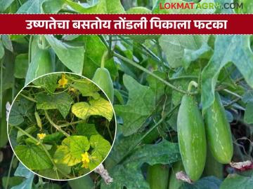 अति उन्हामुळे तोंडलीची पाने पिवळी, किडीचाही धोका; उत्पादन घटणार - Marathi News | Due to excessive heat, the leaves of the tondli turn yellow, there is also a risk of pests; production will decrease | Latest News at Lokmat.com