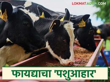 जनावरांना का गरजेचा असतो पशुआहार आणि त्याचे फायदे; जाणून घ्या पशुआहाराविषयी सविस्तर माहिती - Marathi News | Why animals need animal feed and its benefits; Know detailed information about animal feed | Latest News at Lokmat.com