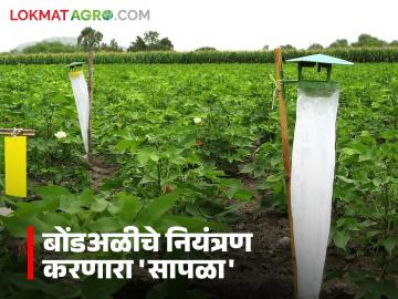 बोंडअळीपासून कपाशीचं संरक्षण हवंय? मग 'हा' सापळा लावा आणि कीड आटोक्यात ठेवा - Marathi News | Want to protect cotton from bollworm? Then set this trap and keep the pest at bay | Latest News at Lokmat.com बोंडअळीपासून कपाशीचं संरक्षण हवंय? मग 'हा' सापळा लावा आणि कीड आटोक्यात ठेवा - Marathi News | Want to protect cotton from bollworm? Then set this trap and keep the pest at bay | Latest News at Lokmat.com