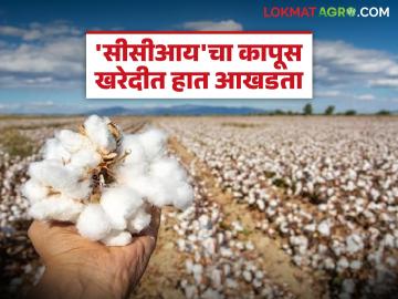 'सीसीआय'चा कापूस खरेदीत हात आखडता; 'या' जिल्ह्यातील चार तालुक्यांत केवळ ४३ हजार क्विंटल खरेदी - Marathi News | CCI struggles in cotton procurement; Only 43 thousand quintals purchased in four talukas of this district | Latest News at Lokmat.com 'सीसीआय'चा कापूस खरेदीत हात आखडता; 'या' जिल्ह्यातील चार तालुक्यांत केवळ ४३ हजार क्विंटल खरेदी - Marathi News | CCI struggles in cotton procurement; Only 43 thousand quintals purchased in four talukas of this district | Latest News at Lokmat.com
