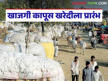 राळेगावात खाजगी कापूस खरेदीला शुभारंभ; पहिल्याच दिवशी दाखल झाली तब्बल २०० वाहने - Marathi News | Private cotton procurement begins in Ralegaon; 200 vehicles arrive on the first day | Latest News at Lokmat.com राळेगावात खाजगी कापूस खरेदीला शुभारंभ; पहिल्याच दिवशी दाखल झाली तब्बल २०० वाहने - Marathi News | Private cotton procurement begins in Ralegaon; 200 vehicles arrive on the first day | Latest News at Lokmat.com