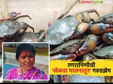 सामाजिक कलंक पुसून फुलवलं प्रगतीचं लेणं; धुमनखेडाच्या अर्चना ताईंची 'खेकडा पालनातून' गरुडझेप - Marathi News | Erasing social stigma, the path of progress blossomed; Archana Tai of Dhumankheda's 'crayfish farming' has become a garudze | Latest News at Lokmat.com सामाजिक कलंक पुसून फुलवलं प्रगतीचं लेणं; धुमनखेडाच्या अर्चना ताईंची 'खेकडा पालनातून' गरुडझेप - Marathi News | Erasing social stigma, the path of progress blossomed; Archana Tai of Dhumankheda's 'crayfish farming' has become a garudze | Latest News at Lokmat.com