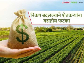 पैसे भरून पिकांचा विमा काढला मात्र भरपाईचा रुपयाही नाही मिळाला; निकष बदलल्याने शेतकऱ्यांना फटका - Marathi News | Crops were insured after paying money but did not receive a single rupee of compensation; Farmers hit by change in criteria | Latest News at Lokmat.com पैसे भरून पिकांचा विमा काढला मात्र भरपाईचा रुपयाही नाही मिळाला; निकष बदलल्याने शेतकऱ्यांना फटका - Marathi News | Crops were insured after paying money but did not receive a single rupee of compensation; Farmers hit by change in criteria | Latest News at Lokmat.com