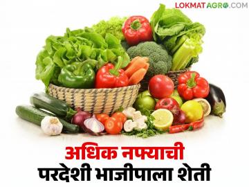 कमी गुंतवणुकीत जास्त नफा देणारी परदेशी भाजीपाला शेती; जाणून घ्या सविस्तर - Marathi News | Exotic vegetable farming that gives high profits with low investment; Know in detail | Latest News at Lokmat.com