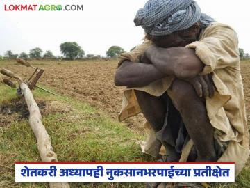 ८९ हजार शेतकरी नुकसानभरपाईच्या प्रतीक्षेत; बँका आणि कृषी विभागाच्या पायऱ्या झिजवीत सुरू आहे वणवण - Marathi News | 89 thousand farmers are waiting for compensation; The steps of banks and the agriculture department are being eroded. | Latest News at Lokmat.com