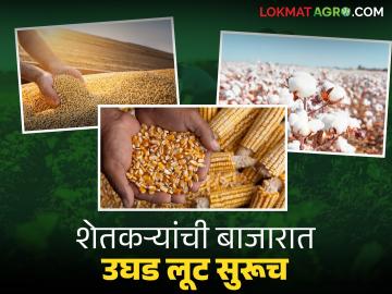 आधी अतिवृष्टीने झोडपले अन् आता दरानेही सोडली साथ; शेतकऱ्यांची बाजारात उघड लूट सुरूच