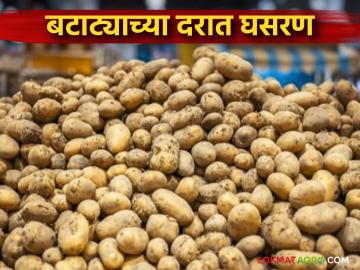 बटाट्याच्या दरात घसरण, मागणी स्थिरावली; घाऊक बाजारात मोठ्या फरकाने दर घसरले - Marathi News | Potato prices fall, demand stabilizes; Prices fall by a large margin in the wholesale market | Latest News at Lokmat.com बटाट्याच्या दरात घसरण, मागणी स्थिरावली; घाऊक बाजारात मोठ्या फरकाने दर घसरले - Marathi News | Potato prices fall, demand stabilizes; Prices fall by a large margin in the wholesale market | Latest News at Lokmat.com