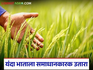 शिराळा तालुक्यात यंदा भात पिकाला समाधानकारक उतारा; शेतकऱ्यांमध्ये समाधानाचे वातावरण - Marathi News | Satisfactory results for rice crop in Shirala taluka this year; Farmers are satisfied | Latest News at Lokmat.com