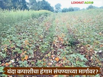 कपाशीचा हंगाम यंदा ऑक्टोबर महिन्यातच संपण्याच्या मार्गावर; पिकाचा खर्चही हाती येण्याची शक्यता मंदावली - Marathi News | Cotton season is on track to end in October this year; chances of getting the crop expenses are also low | Latest News at Lokmat.com कपाशीचा हंगाम यंदा ऑक्टोबर महिन्यातच संपण्याच्या मार्गावर; पिकाचा खर्चही हाती येण्याची शक्यता मंदावली - Marathi News | Cotton season is on track to end in October this year; chances of getting the crop expenses are also low | Latest News at Lokmat.com