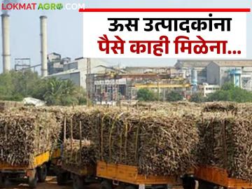 राज्यातील ९५ साखर कारखान्यांनी ऊस उत्पादक शेतकऱ्यांना १४३२ कोटीला अडकवले - Marathi News | 95 sugar factories in the state have trapped sugarcane farmers for Rs 1432 crore | Latest News at Lokmat.com