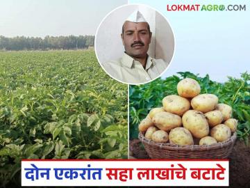 मानवतच्या लक्ष्मणरावांनी ऑनलाईन धडे घेत यशस्वी केली बटाटा शेती; दोन एकरांत सहा लाखांची कमाई - Marathi News | Laxmanrao of Manavat took online lessons and became successful in potato farming; earned Rs. 6 lakhs from two acres | Latest News at Lokmat.com