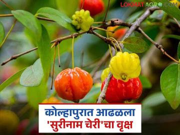 पानांपासून ते खोडापर्यंत गुणकारी गुणधर्म असलेल्या 'सुरीनाम चेरी'ची कोल्हापुरात झाली नोंद - Marathi News | 'Suriname Cherry' with medicinal properties from leaves to trunk was reported in Kolhapur | Latest News at Lokmat.com