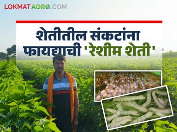 Sericulture Success Story : मराठवाड्यातील गावे होताहेत रेशीमग्राम; रेशमाच्या धाग्यांनी शेकडो शेतकरी अर्थसंपन्न - Marathi News | Sericulture Success Story : Villages in Marathwada are Serigrams; Hundreds of farmers are rich with silk threads | Latest News at Lokmat.com