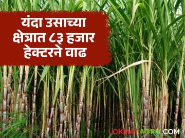 सोलापूर जिल्ह्यातील ३८ साखर कारखाने यंदा गाळपासाठी सज्ज; उच्चांकी दोन लाख बारा हजार ऊस क्षेत्र - Marathi News | 38 sugar factories in Solapur district ready for crushing this year; Sugarcane area reaches a record high of 2 lakh 12 thousand | Latest News at Lokmat.com