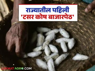आरमोरीत सुरू होणार राज्यातील पहिली 'टसर कोष बाजारपेठ'; वाचा सविस्तर - Marathi News | The state's first 'Tasar Kosh Market' will be launched in Armori; Read in detail | Latest News at Lokmat.com