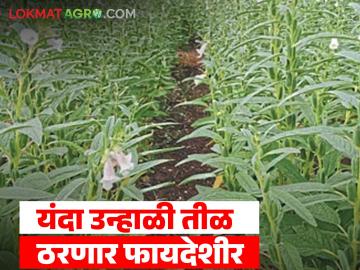 सर्वाधिक दरामुळे यंदा उन्हाळी तीळ ठरणार फायदेशीर; कमी दिवसांत येणारे महत्त्वाचे पीक - Marathi News | Summer sesame will be profitable this year due to the highest price; An important crop that will arrive in a short period of time | Latest News at Lokmat.com