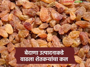 पश्चिम महाराष्ट्राच्या द्राक्ष पंढरीचे बेदाणा उत्पादन वाढले; ढासळलेल्या द्राक्ष बाजार दराचा परिणाम - Marathi News | Currant production in the grape plantations of western Maharashtra has increased; a result of the falling grape market price | Latest News at Lokmat.com