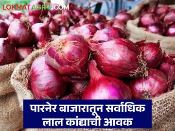 राज्यातील कांदा बाजाराची काय आहे स्थिती? जाणून घ्या आजचे कांदा बाजारभाव - Marathi News | What is the status of the onion market in the state? Know today's onion market price | Latest News at Lokmat.com