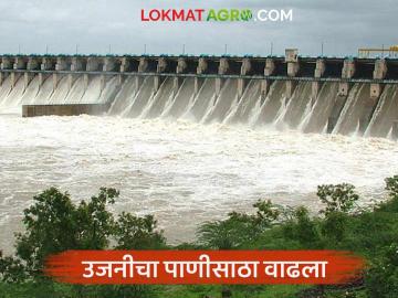 उजनीचा पाणीसाठा वाढला; धरण क्षेत्रात गेल्या आठ दिवसांत १३७ मि.मी. पावसाची नोंद - Marathi News | Ujani water storage increased; 137 mm of rainfall recorded in the last eight days in the dam area | Latest News at Lokmat.com