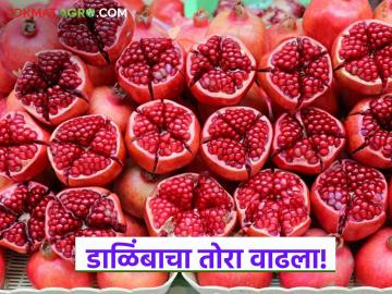 डाळिंबाचा तोरा वाढला; अतिवृष्टीने नुकसान तर रोगांचा प्रादुर्भाव वाढल्याने दरात वाढ - Marathi News | Pomegranate harvest increased; Damage due to heavy rains and increased incidence of diseases led to increase in prices | Latest News at Lokmat.com