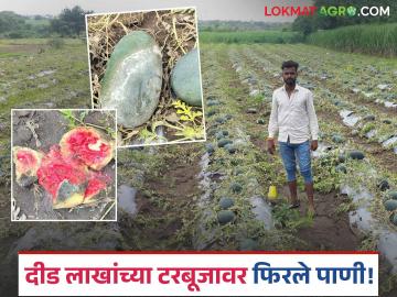 अवकाळीने केला मारा अन् टरबूजाच्या झाल्या गारा; दिड लाख रुपयांचा कृष्णा पाटलांना बसला आर्थिक फटका - Marathi News | Unseasonal rains hit and watermelons were damaged; Krishna Patil suffered a financial loss of Rs. 1.5 lakh | Latest News at Lokmat.com