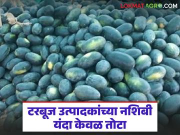 टरबूज पिकासाठी खर्च मोठा; मालविक्रीत मात्र दराअभावी शेतकऱ्यांना मिळतोय केवळ तोटा - Marathi News | The cost of watermelon cultivation is high; however, farmers are only incurring losses due to lack of prices in the sale of goods. | Latest News at Lokmat.com टरबूज पिकासाठी खर्च मोठा; मालविक्रीत मात्र दराअभावी शेतकऱ्यांना मिळतोय केवळ तोटा - Marathi News | The cost of watermelon cultivation is high; however, farmers are only incurring losses due to lack of prices in the sale of goods. | Latest News at Lokmat.com