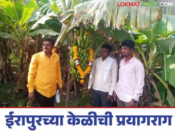 कुंभमेळा ठरतोय केळीला वरदान; उत्पादक शेतकऱ्यांत समाधानाची लाट - Marathi News | Kumbh Mela is proving to be a boon for bananas; A wave of satisfaction among producing farmers | Latest News at Lokmat.com कुंभमेळा ठरतोय केळीला वरदान; उत्पादक शेतकऱ्यांत समाधानाची लाट - Marathi News | Kumbh Mela is proving to be a boon for bananas; A wave of satisfaction among producing farmers | Latest News at Lokmat.com