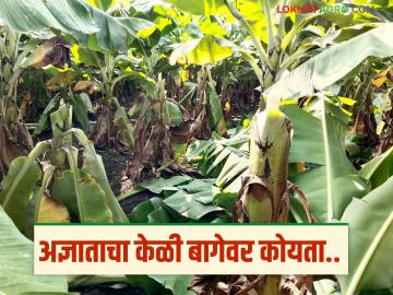अज्ञाताने २०० केळीचे झाडे कापली अन् पाइपलाईनही तोडली; शेतकऱ्याचे मोठे नुकसान - Marathi News | Unknown person cuts down 200 banana trees and also breaks pipeline; farmer suffers huge loss | Latest News at Lokmat.com