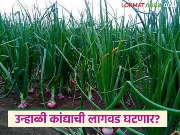 यंदा उन्हाळी कांद्याची लागवड घटणार? खर्चापेक्षा उत्पादन कमी; शेतकऱ्यांमध्ये निरुत्साह - Marathi News | Will summer onion cultivation decrease this year? Production less than expenditure; Farmers discouraged | Latest News at Lokmat.com