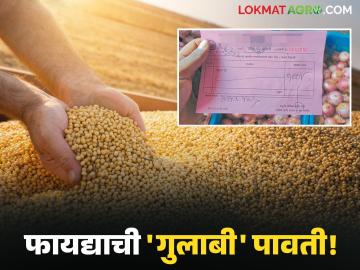 शेतमाल विक्रीनंतर २४ तासांत पैसे न मिळाल्यास 'गुलाबी' पावती ठरेल फायद्याची; वाचा सविस्तर - Marathi News | If money is not received within 24 hours of selling agricultural produce, a 'pink' receipt will be useful; Read in detail | Latest News at Lokmat.com