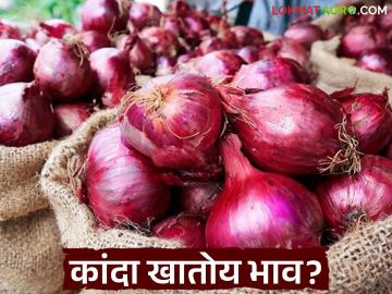 Kanda Bajar Bhav : राज्याच्या बाजारात कांदा खातोय का भाव? वाचा आजचे कांदा बाजारभाव