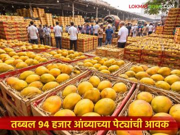 वाशी बाजार समितीत ९४ हजार आंब्याच्या पेट्यांची आवक; गतवर्षीच्या तुलनेत मात्र प्रमाण कमी - Marathi News | 94 thousand boxes of mangoes arrive at Vashi Market Committee; However, the quantity is less than last year | Latest News at Lokmat.com वाशी बाजार समितीत ९४ हजार आंब्याच्या पेट्यांची आवक; गतवर्षीच्या तुलनेत मात्र प्रमाण कमी - Marathi News | 94 thousand boxes of mangoes arrive at Vashi Market Committee; However, the quantity is less than last year | Latest News at Lokmat.com