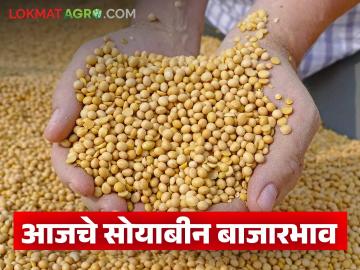 राज्यात सोयाबीनला हमीभाव मिळतोय का? वाचा आजचे सोयाबीन बाजारभाव - Marathi News | Is soybean getting guaranteed price in the state? Read today's soybean market price | Latest News at Lokmat.com राज्यात सोयाबीनला हमीभाव मिळतोय का? वाचा आजचे सोयाबीन बाजारभाव - Marathi News | Is soybean getting guaranteed price in the state? Read today's soybean market price | Latest News at Lokmat.com