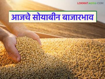 राज्याच्या शेतमाल बाजारात सोयाबीन दराची काय आहे स्थिती? वाचा आजचे सोयाबीन - Marathi News | What is the status of soybean prices in the state's agricultural market? Read Today's Soybean | Latest market-yard News at Lokmat.com