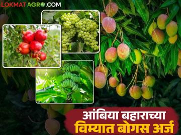 आंबिया बहार फळपीक योजनेत गैरव्यवहार; 'या' तालुक्याच्या पडताळणीत आढळले बोगस अर्ज - Marathi News | Fraud in Ambia Bahar Fruit Production Scheme; Bogus applications found in verification of 'this' taluka | Latest News at Lokmat.com