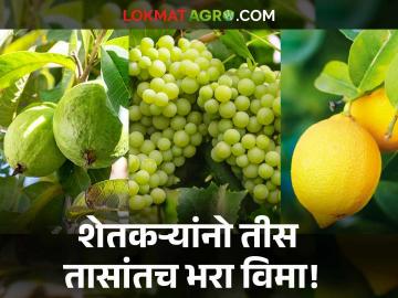 शेतकऱ्यांची थट्टा; संत्रा, पेरू, लिंबू आणि द्राक्ष उत्पादकांना विमा योजनेत सहभागी होण्यासाठी केवळ ३० तासांचा कालावधी - Marathi News | Farmers' mockery; Orange, guava, lemon and grape growers have only 30 hours to participate in insurance scheme | Latest News at Lokmat.com शेतकऱ्यांची थट्टा; संत्रा, पेरू, लिंबू आणि द्राक्ष उत्पादकांना विमा योजनेत सहभागी होण्यासाठी केवळ ३० तासांचा कालावधी - Marathi News | Farmers' mockery; Orange, guava, lemon and grape growers have only 30 hours to participate in insurance scheme | Latest News at Lokmat.com