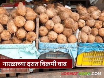 नारळासह खोबऱ्याचे दर वाढले; गेल्या वर्षीच्या तुलनेत दुप्पट वाढ - Marathi News | Prices of coconuts and copra have increased; double the increase compared to last year | Latest News at Lokmat.com
