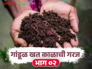 शेणखताला दर्जेदार कुजविण्यासाठी गांडूळ निवडायचे आहेत? मग 'या' गोष्टी विसरू नका बरं - Marathi News | Want to choose earthworms for high-quality composting of cow dung? Then don't forget these things. | Latest News at Lokmat.com शेणखताला दर्जेदार कुजविण्यासाठी गांडूळ निवडायचे आहेत? मग 'या' गोष्टी विसरू नका बरं - Marathi News | Want to choose earthworms for high-quality composting of cow dung? Then don't forget these things. | Latest News at Lokmat.com